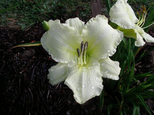 Sunday Gloves | Harbour Breezes Daylilies and Japanese Iris at